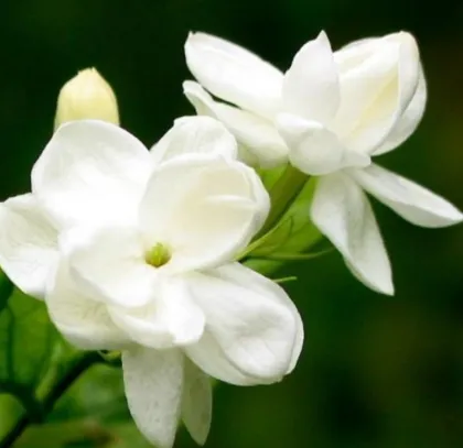 Jasmine essential oil is good for the body
