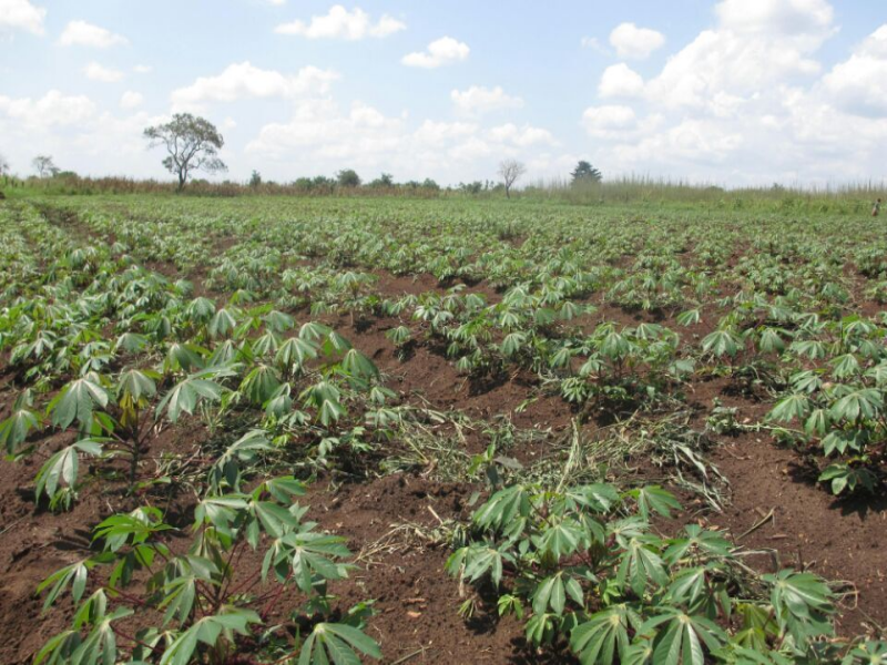 Manioc planter