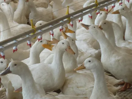 Duck Goose Automatic Feeding Pan for Poultry Duck House