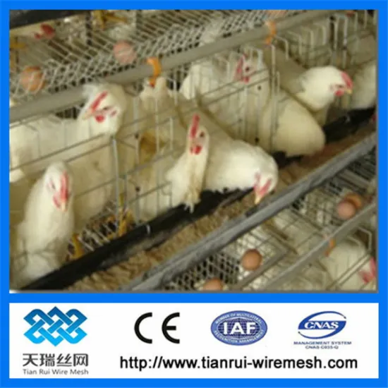 hot sale A type chicken cage for chicken farm