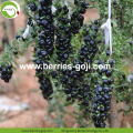 Dostawa fabryczna Owoce czarne suszone jagody Goji