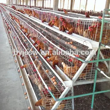 Folding Metal Chicken Layer Cage For Africa Market