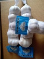 Ail blanc normal en vente