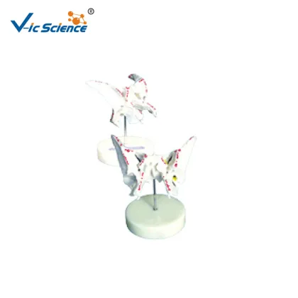 Lower Jawbone Anatomy Model With Teeth