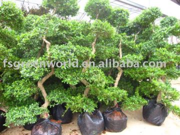 Carmona Microphylla height 2m