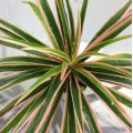 Artificial Plastic plants Chlorophytum Branch home decorative fake plants Indoor potted table decoration NO Pot