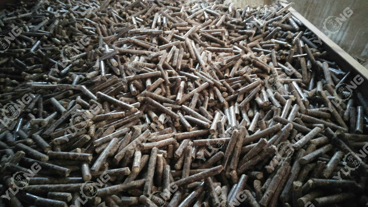 Pinus sylvestris pellet machine