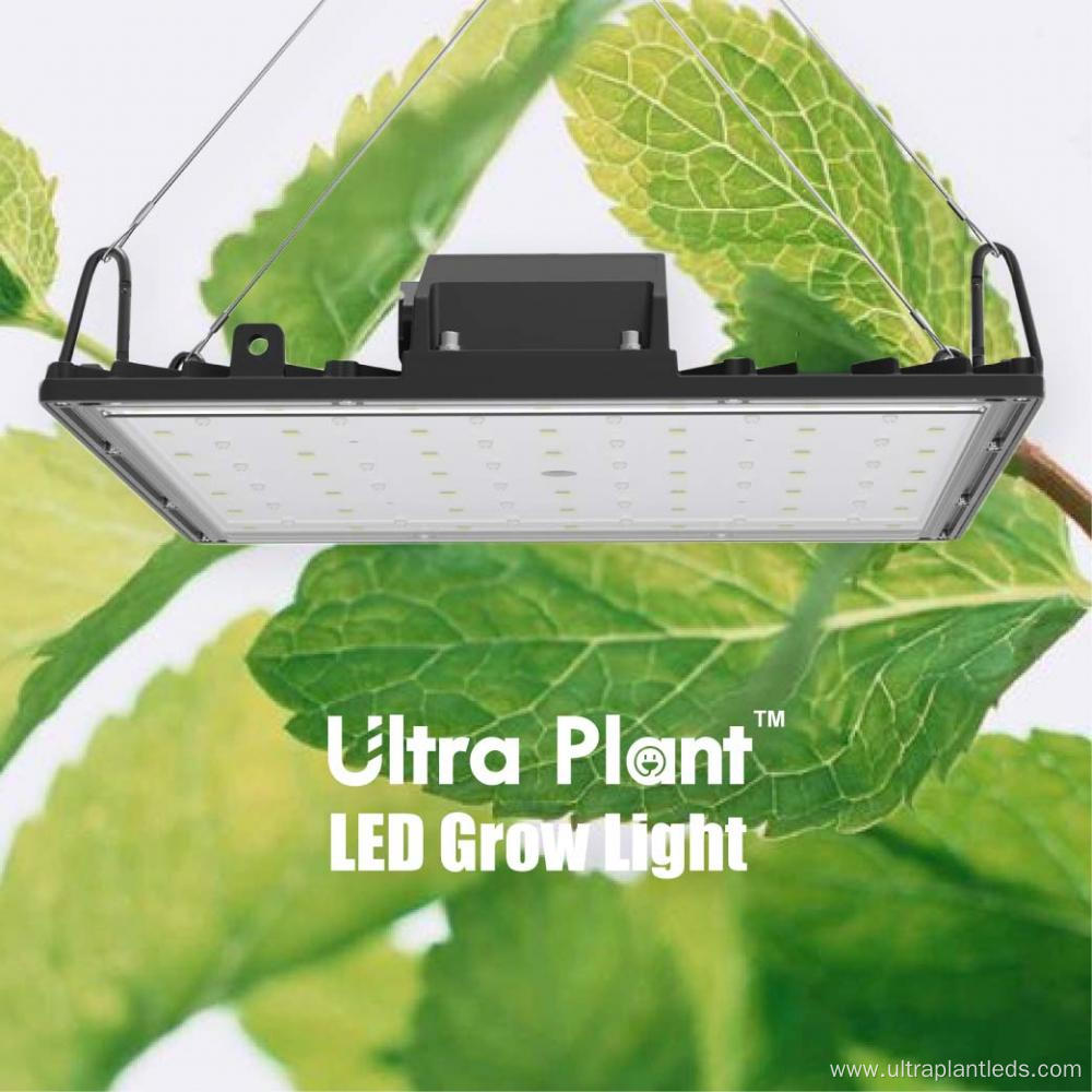 730nm Red Grow Lights Greenhouse Indoor for Flowering