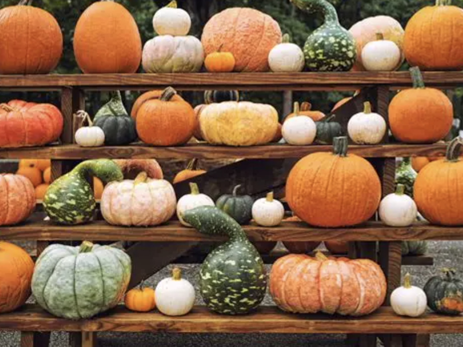Pumpkin Vegetable Ingredient