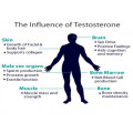 Heptanoic acid raw material testosterone CAS:315-37-7
