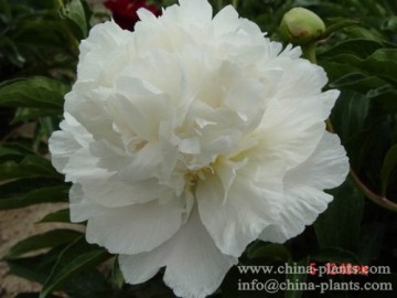 Wholesale White Herbaceous Peony Snow Peak-Xue Feng