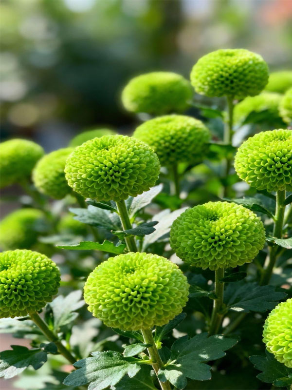 Ping pong chrysanthemum Green2