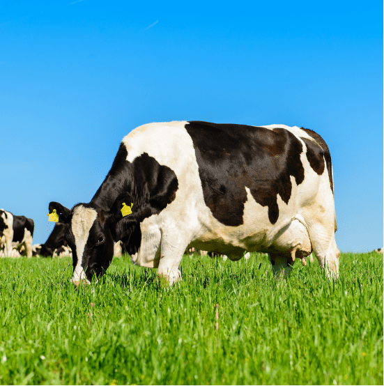 Nutritional Supplements Milk Bovine Colostrum Powder