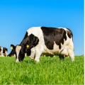 Nutritional Supplements Milk Bovine Colostrum Powder