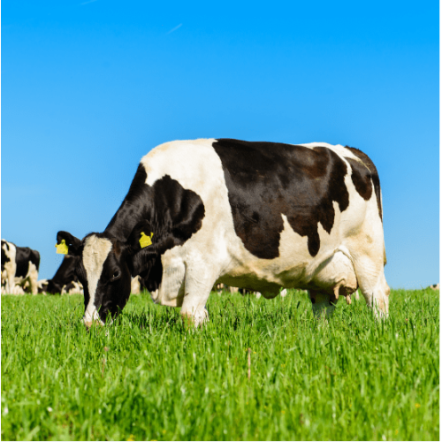 Nutritional Supplements Milk Bovine Colostrum Powder