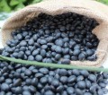 Big Black Beans 6.5mm Black Turtkle Bean