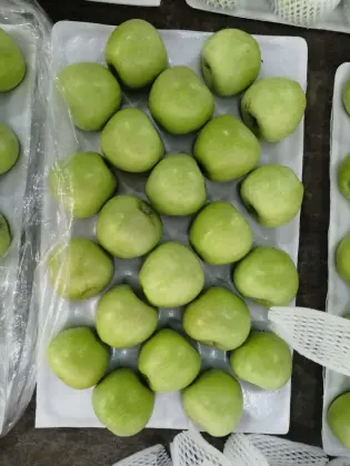 Good Looking Green Apple