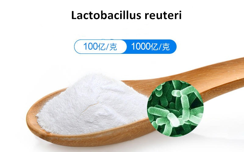 Lactobacillus reuteri