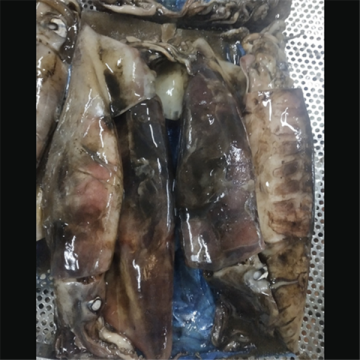 Frozen WR Squid Dosidicus Gigas Squid