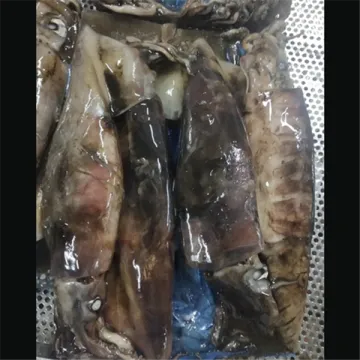 Frozen WR Squid Dosidicus Gigas Squid