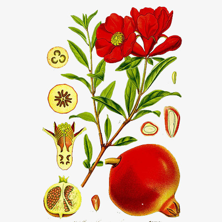 Polvo de extracto de granada Pomegranate Extract Powder