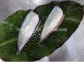 Pacific Frozen Mackerel HGT بجودة أفضل