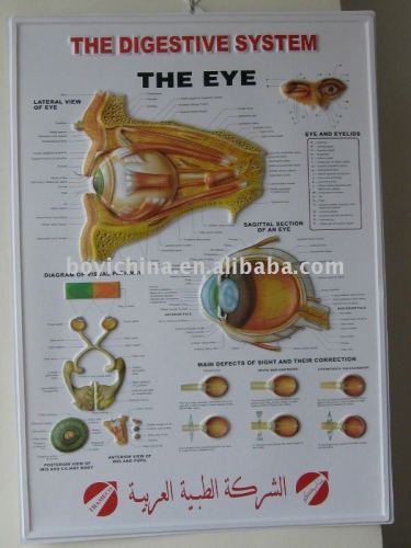 Eyes medic 3D PVC embossed wall poster