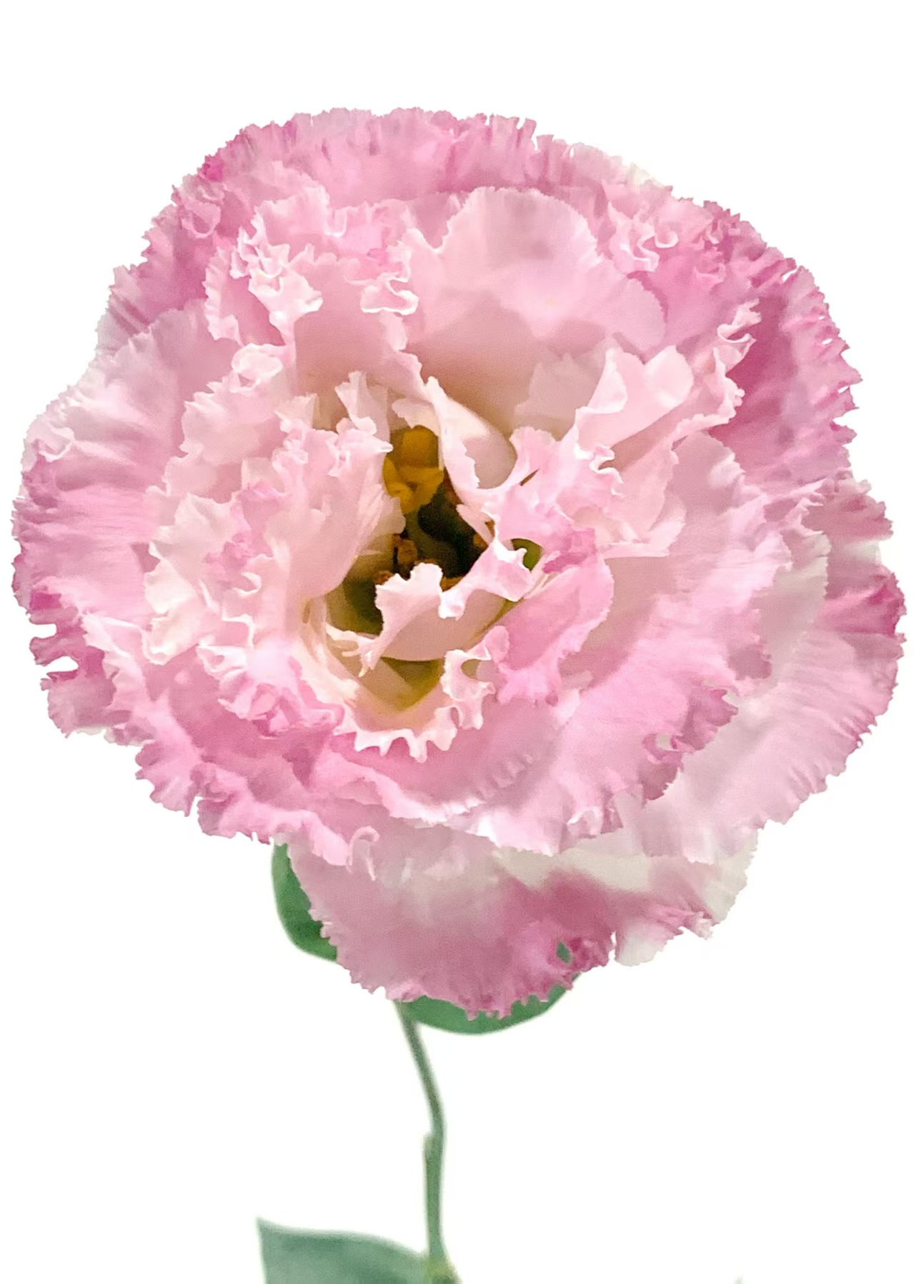 Pink Eustoma/Lisianthus