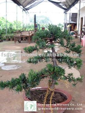 podocarpus macrophyllus potted bonsai