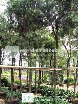 callistemon viminalis trees for projects