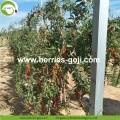 Superfood gedroogd Las Bayas De Goji