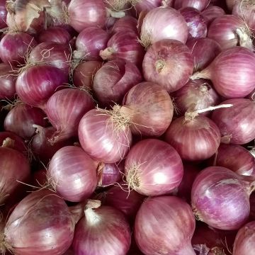 Fine Dining Special Red Onion