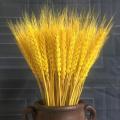 50ps Natural Wheat Ear Wheat Rice Ear Farmhouse Opening Barley Real Dried Flower Bouquet Pastoral Dry Branch Gift Shooting Road