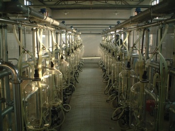 Dairy cow milking parlor