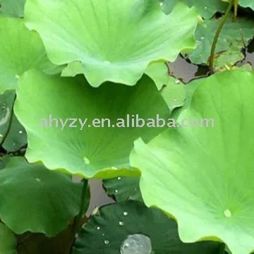 Lotus leaf extract