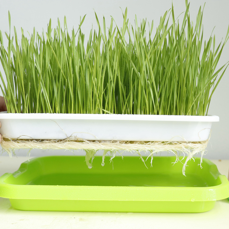 تنمو Microgreens المائي المائي في الشتلات صينية للبيع