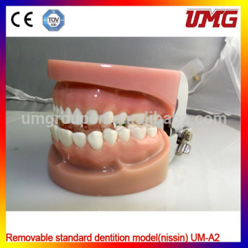 Removable standard dental model,dental teaching model