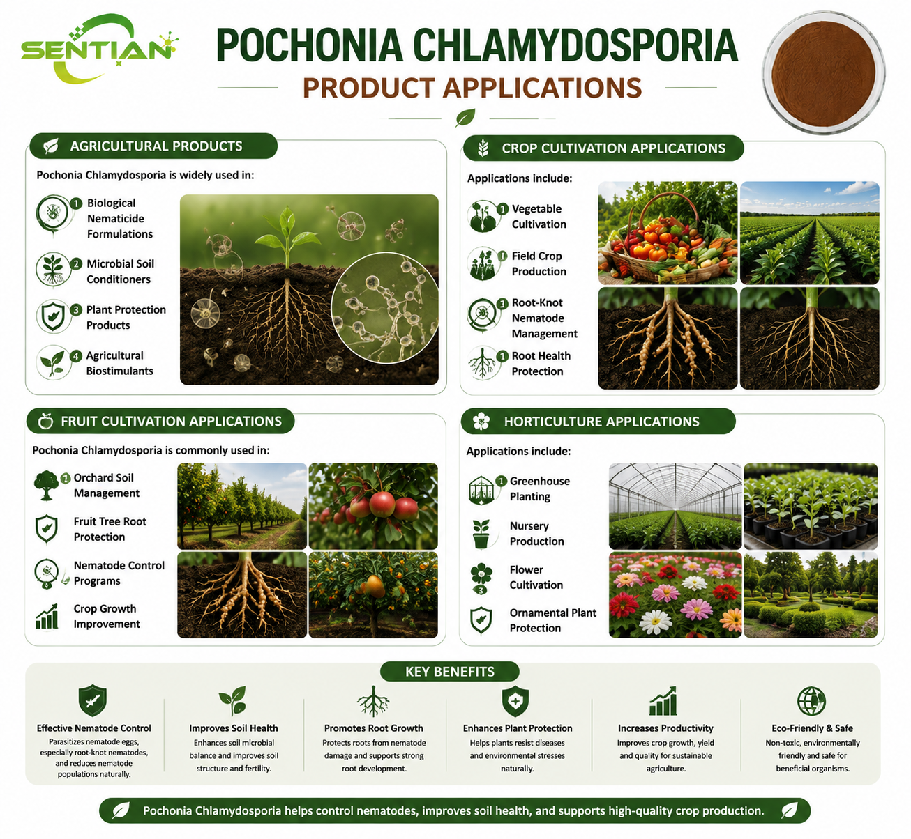 Pochonia chlamydosporia（2）