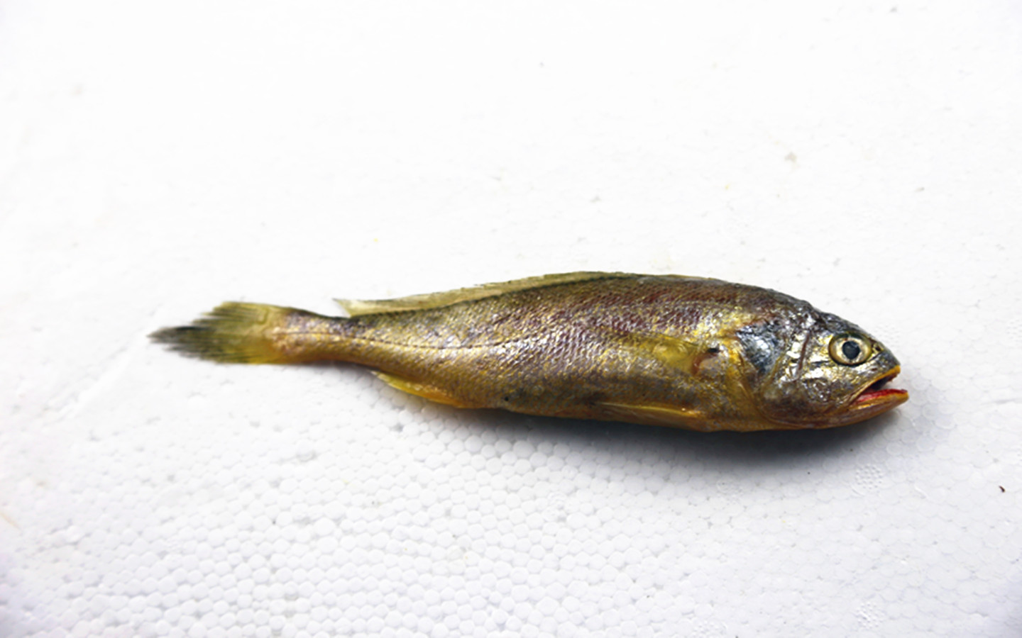 Todo el mar rojo amarillo congelado corvina alta calidad todo el mar