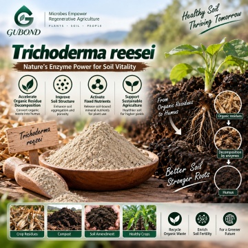 مسحوق Trichoderma reesei الميكروبي لتحلل المخلفات العضوية وإدارة التربة
