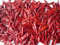 Boa qualidade quente Picante Seco Chaotian Chili