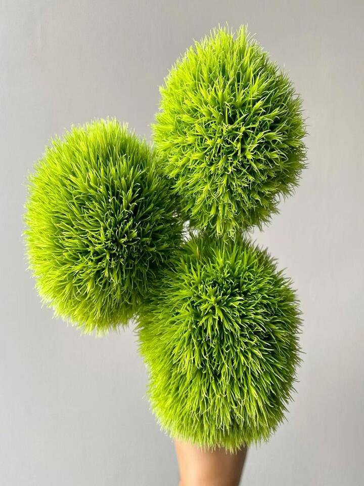 Green Trick Dianthus