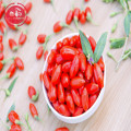 Amostra grátis de baixo preço Baixa pesticida Goji Berries