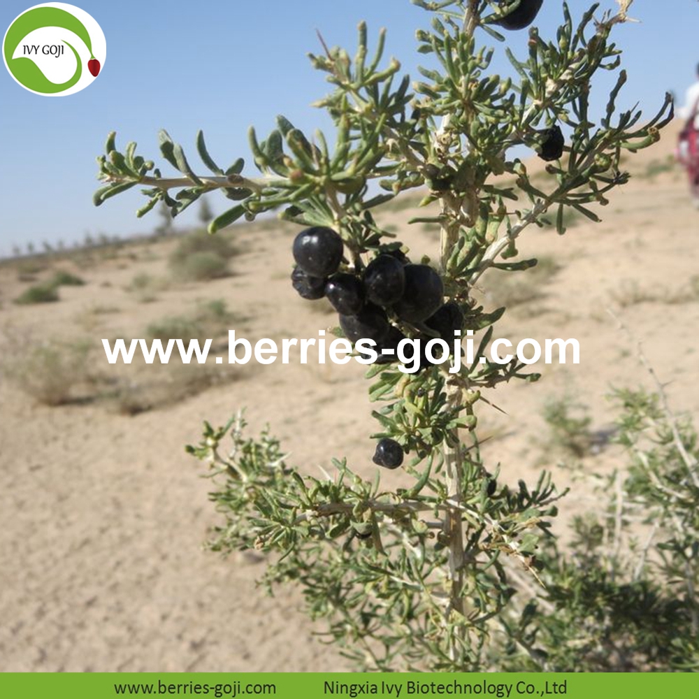 Black Goji Berry