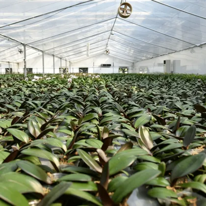 PE Greenhouse Film Medium Diffused