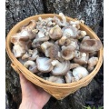Сушаныя на сонца грыбы шыітаке без серы