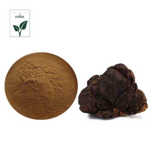 Mushrooms Extract of Chaga Mushroom Extract Powder