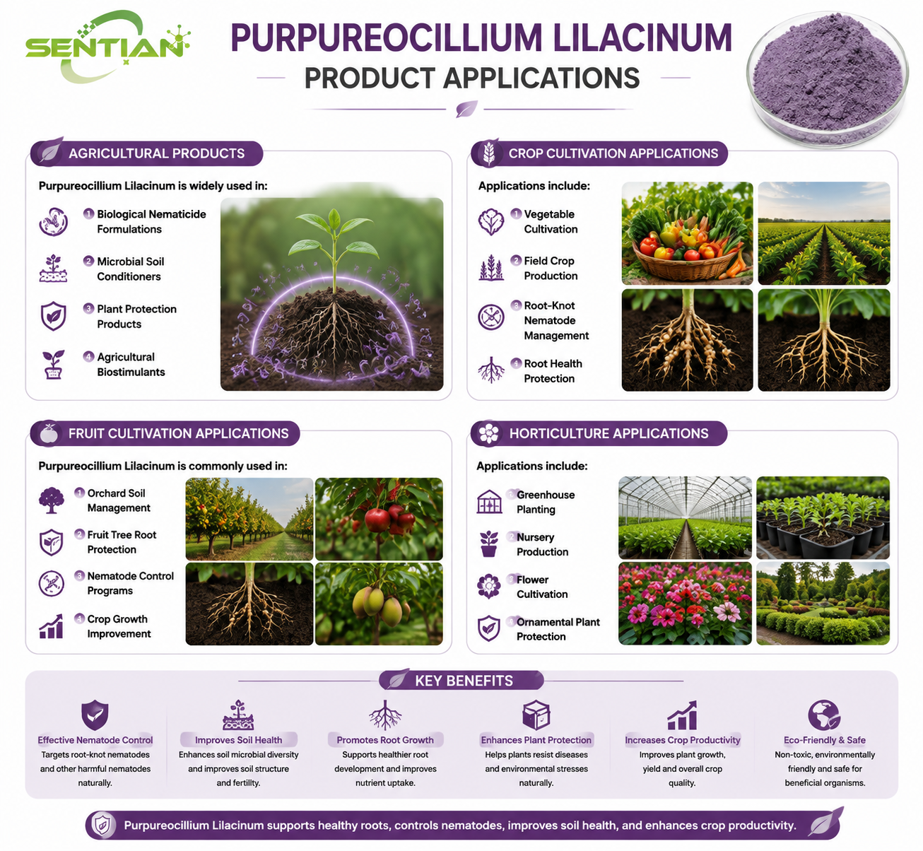 Purpureocillium lilacinum（2）