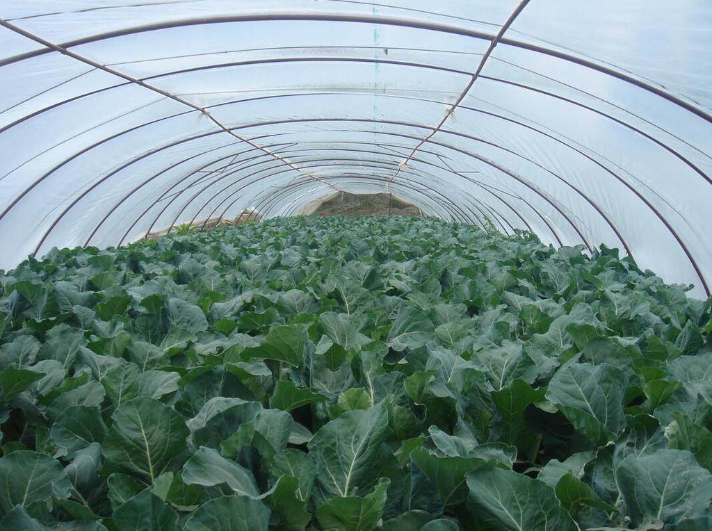 polythene sheet for greenhouse