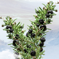 Wild Black Wolfberry غوجي بيري